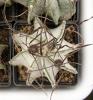 Astrophytum capricorne Saltillo