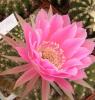 Echinopsis hybr. F2 (6)