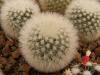 Mammillaria pilcayensis