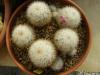 Mammillaria columbiana v. albescens