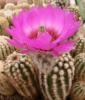 Echinocereus  reichenbachii  v. perbellus,  Belva
