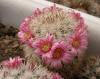 Mammillaria tayloriorum San Pedro Nolasco Island