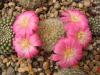 Rebutia  senilis  v. lilacino-rosea