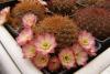 Sulcorebutia  pulchra HS 78a