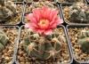 Gymnocalycium oenanthemum