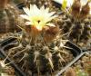 Notocactus submammulosus L502