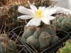 Thelocactus hexaedrophorus  v. fossulatus