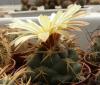 Coryphantha garessii