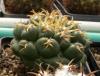 Coryphantha  elephantidens f brevispina RARE!