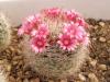 Mammillaria erytrosperma