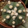 Astrophytum asterias f nudum cv 'Ooibo'