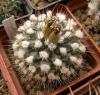 Turbinicarpus swobodae HO 16