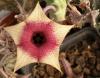 Huernia  insigniflora cv. 'Olga' 5