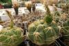 Gymnocalycium megalothelos