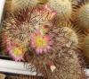 Mammillaria microheliopsis