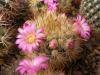 Mammillaria laui  v. subducta