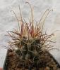 Glandulicactus wrightii