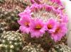 Mammillaria grahamii SB154