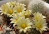 Mammillaria/Dolichothele heidiae