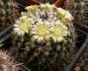 Mammillaria karwinskiana