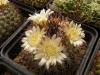 Mammillaria gatesii