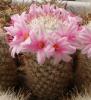 Mammillaria albicans