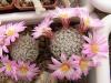 Mammillaria napina