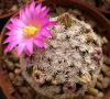 Mammillaria  hernandezii  FO-023