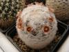 Mammillaria gasseriana SB1902