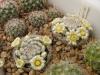 Mammillaria thomsonii n.n.