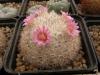 Mammillaria formosa  Charco Blanco