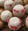 Mammillaria haageana Boquerocito