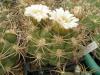 Gymnocalycium saglionis f albispinum