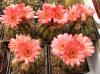 Notocactus  ottonis v vencluianus