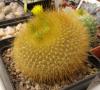 Notocactus graessneri