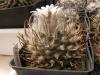 Turbinicarpus gracilis