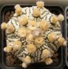 Astrophytum Superkabuto cv. Ooibo