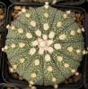 Astrophytum asterias сv multicostatus