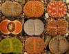 Lithops mix