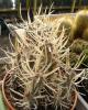 Tephrocactus  articulatus  v.  papyracanthus бел.кол