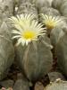 Astrophytum myriostigma v. columnare