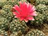 Gymnocalycium baldianum