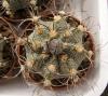 Astrophytum CAPAS F2 (black sp)