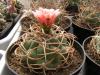 Gymnocalycium  schuetzianum