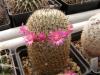 Mammillaria huitzilopochtli FO-13