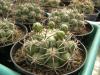 Gymnocalycium  saglionis  ZJ 198