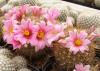 Mammillaria microcarpa v. auricarpa