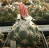 Coryphantha calipensis Z216