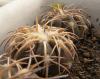 Gymnocalycium  spegazzinii major light brown sp