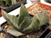 Gasteria batesiana Barberton